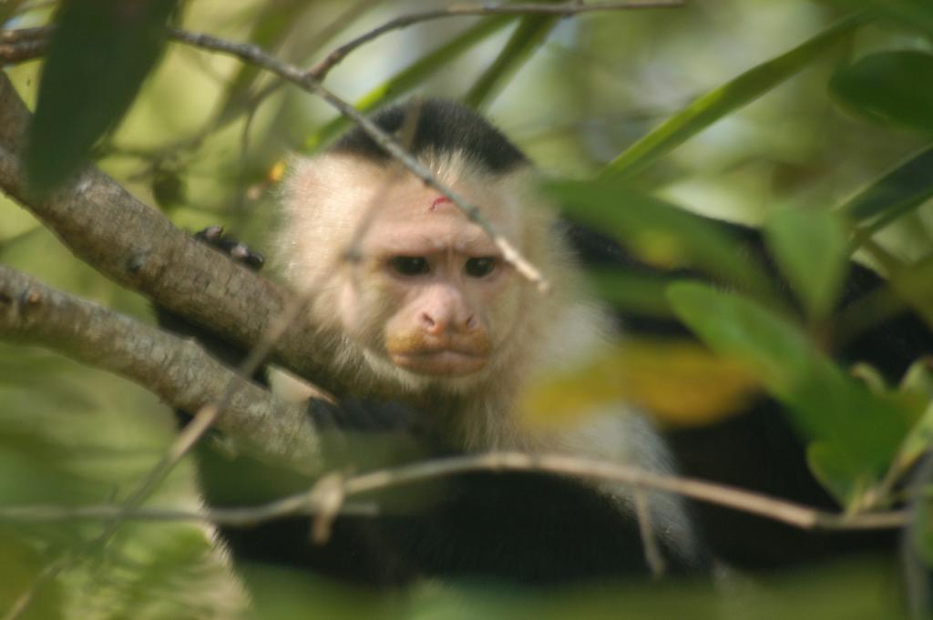 Hotel Coco Beach Nationalpark Nationalpark Manuel Antonio Exterior foto
